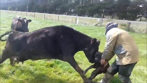 Mother Cow Chases Dairy Farmer Who Tries To Steal Baby