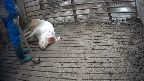 Mother Pigs Killed with a Sledgehammer - Video Exposing Italian Ham