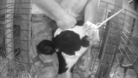 Shocking: The Video That Will Change Your View on Dairy