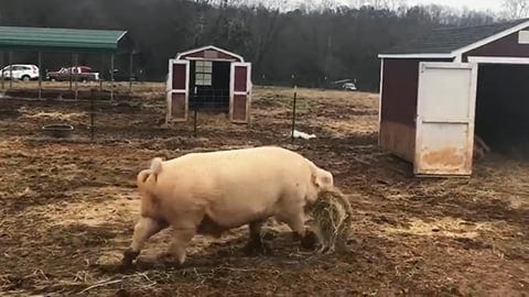 Pig Brings Lunch To His Injured Brother