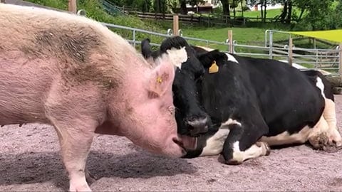 Pig and Cow Comfort Each Other - Heart Touching Video