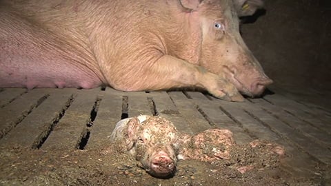 Pig Farms in Spain - Hell for Mother Pigs and Baby Piglets