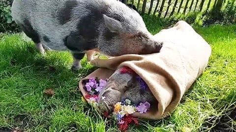 Pig Mourns Death of Soulmate