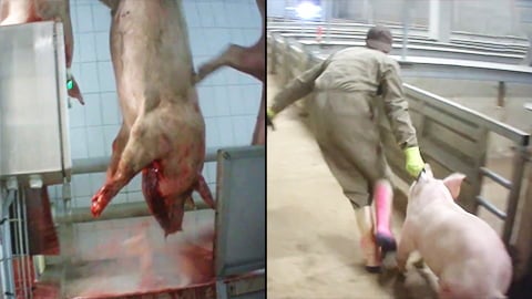 Pig Slaughterhouse - Animal Rights International