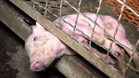 The Real Price of Bacon - This Baby Piglet Needs Your Help