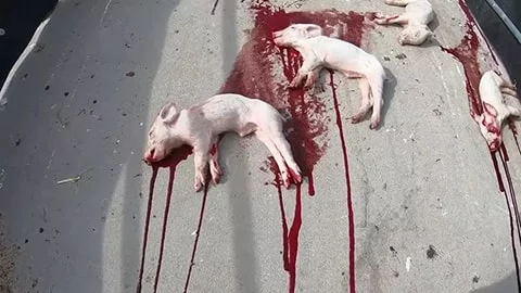 Germany: New Video Shows Workers Smash the Heads of Baby Piglets