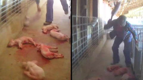 Thumping Piglets Against Concrete Floor - The Truth About Bacon (Video)