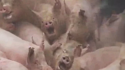Pigs buried alive in south korea