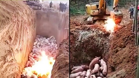 Pigs Burned Alive in China: Video Shows How Meat Farms Treat Sick Pigs