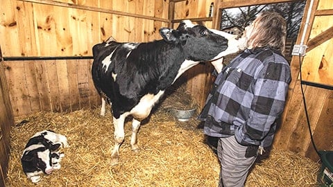 Pregnant Cow Jumps Out of a Slaughter Truck to Save her Baby