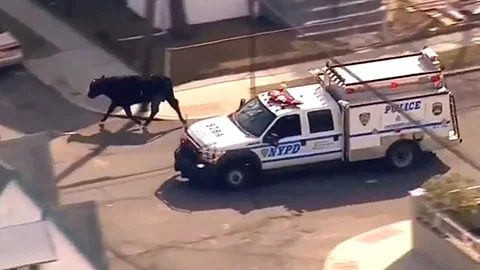 Real-life Animal Action Heroes