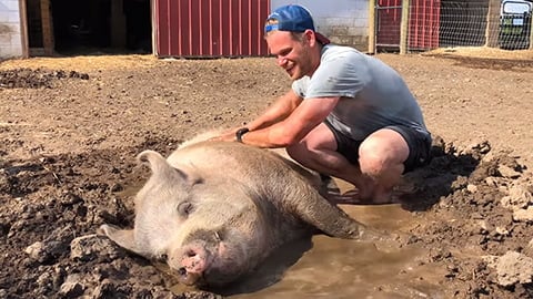Rescued Pigs Get a Second Chance in an Animal Sanctuary