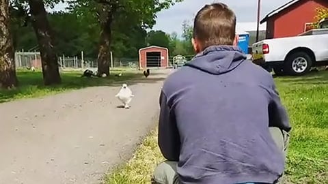 Chicken Runs to Greet Man Every time He Returns Home!