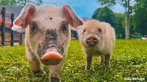 Surprising Facts About Pigs