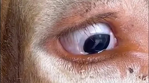 Tearful Animals - How Do Animals Feel Before Slaughter?