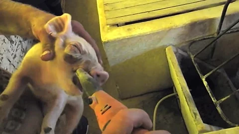 Teeth Clipping on Baby Piglets - How Can a Mother Watch this?