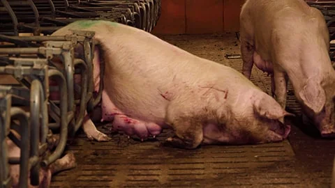 The Brutal Lives of Mother Pigs