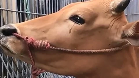 The Last Breaths - Animals in Their Last Moments Before Slaughter