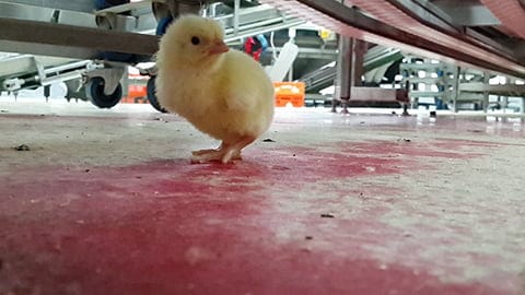 Through Their Eyes Chicks