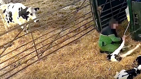 Tiny Calves Tortured in Front of their Moms - UK Organic Milk