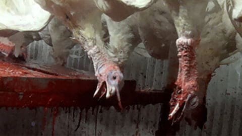 Turkey Slaughter - The Truth About Eating Turkeys at Thanksgiving (Video)