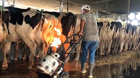 Udder Flaming of Cows - Shocking Video Exposes Dairy Farming Horrors