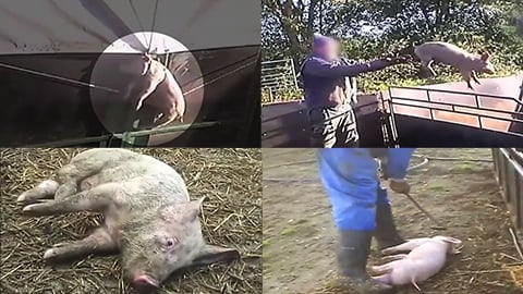 A Shocking Look Into UK Pig Farming - A Nightmare for Baby Piglets