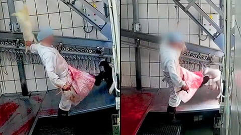 New Video Shows Workers Throw, Kick & Kill Fully Aware Lambs in Spain