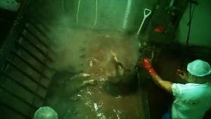 Abattoir Truth: Animals Boiled Alive, Abused & Slaughtered