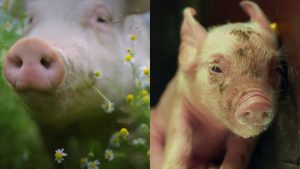 Farmed Animals: Natural Lifespan vs. Meat Industry Lifespan