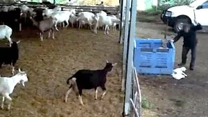 Baby Goats Beaten to Death in front of their Mothers - The Horrors of Dairy