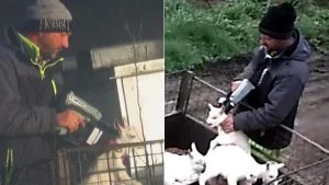 Baby Goats Killed with a Bolt Gun & Thrown to Trash | Dairy in Australia