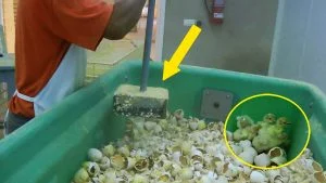 Baby Turkeys Crushed Alive - New Video Exposes How the Industry Works