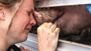 Bearing Witness to Pigs - The Animals Save Movement