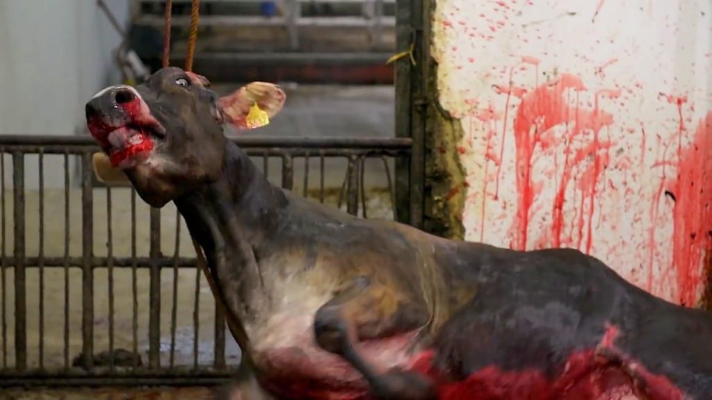 Cow Slaughter - Video Exposing How Cows Are Killed In Slaughterhouses