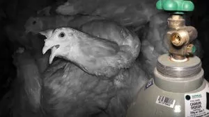 Hens Abused & Scream in Gas Chambers: Video exposes the egg industry