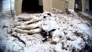 Female Baby Cows Left to Freeze to Death - New Video Shows the Horrors on Dairy Farms