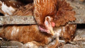 La muda forzada: gallina enjaulada agonizando de hambre y sed