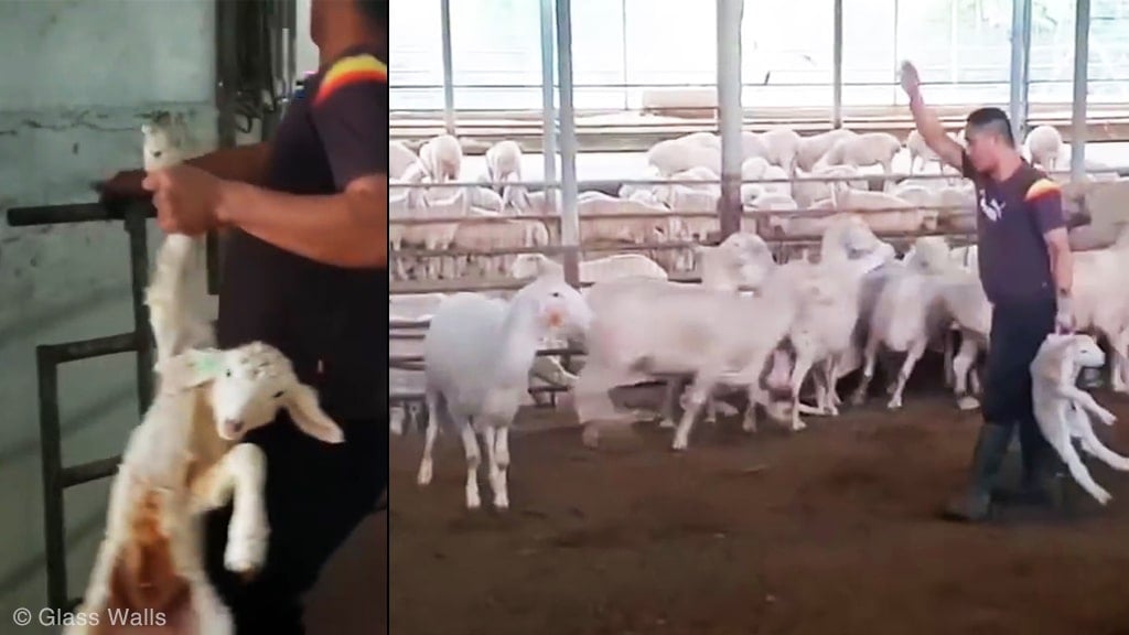 Secuestro y robo de bebés: Un trabajador se lleva al bebé delante de su madre impotente. Ovejas, cabras y vacas.