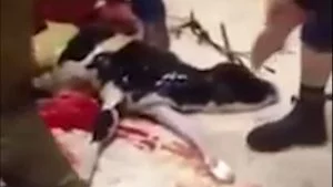 Kosher Slaughter of a Pregnant Cow with Twins | The Dairy Industry