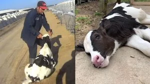 Video Exposes How the Largest Dairy Farm in the U.S. Treats Baby Calves