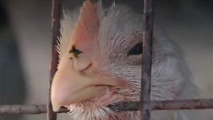 The Life of a Chicken: Eye-opening Video on the Lives of Meat Chickens