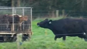 The Life of a Dairy Cow: A Mother's Worst Nightmare