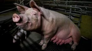 The Life of Mother Pigs: Eye-opening Video About the Pig Meat Industry