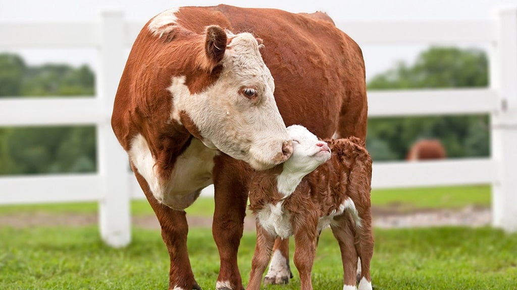 A Tribute Video to All Mothers: Happy Mother's Day!