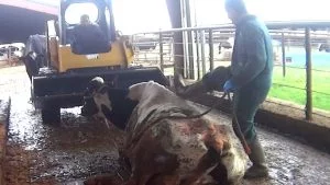 The Reality of Organic Dairy Farming: The Nonstop Torture of Cows | video