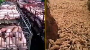 Thousands of Pigs Buried Alive inside a Mass Grave in China (Video)