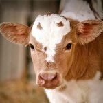 Baby Cow