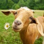 goat-holds-flower-300px-min