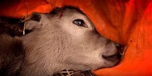 Baby Cow - The Shocking Story of Calves in The Dairy Industry (Video)